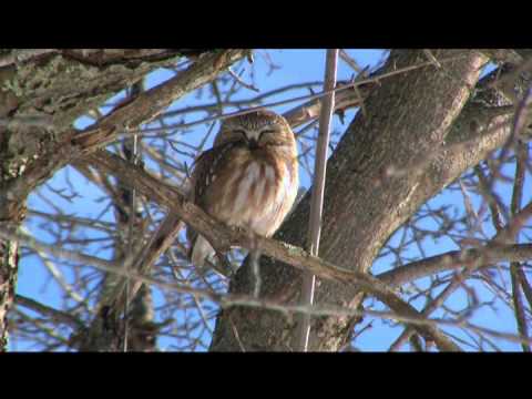 Saw-Whet Owl Newry, Maine