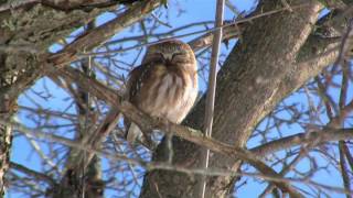 Saw-Whet Owl Newry, Maine