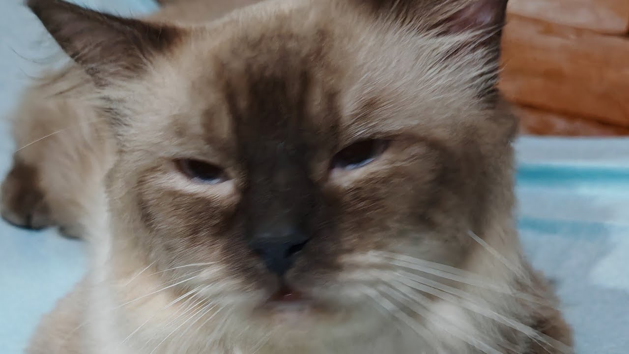 Siamese cat sarap ng tulog/Mijoy Vlog 