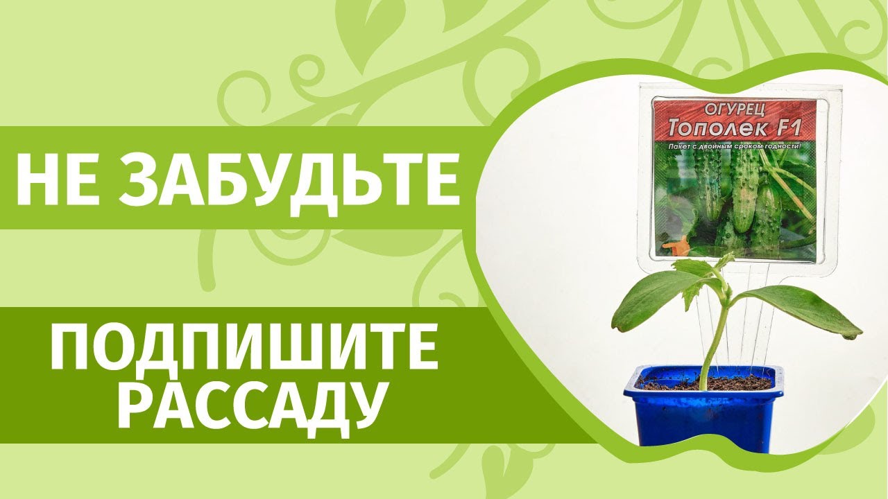 Как сделать бирки для рассады: в ящике, горшке и на на грядках. Не забудете ничего!