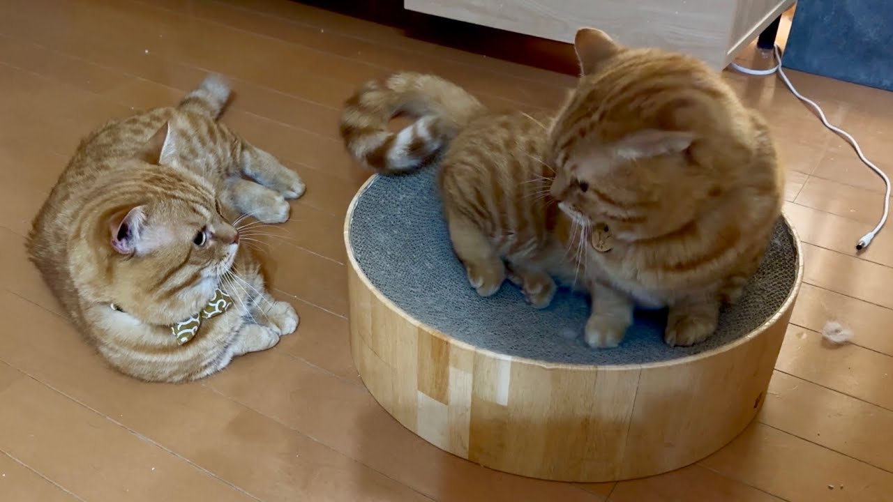 爪研ぎの上でくつろいでるパパに圧力をかけ続けるぽちゃくん。