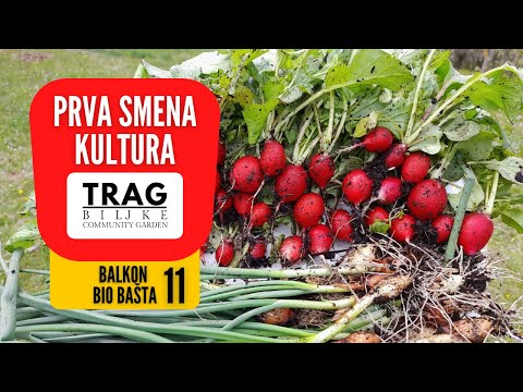 PRVA SMENA KULTURA U SAKSIJAMA - BALKON BIOBAŠTA 11 (2022) [TRAG BILJKE]