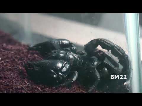 Scorpions In The Mail: This Was Mailed To Me