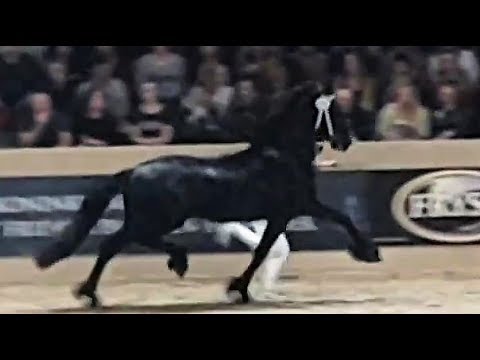 Menne 496 @stallion inspection 2019. Friesian horse.