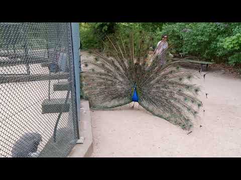 Berlin: Balzender Pfau auf der Pfaueninsel - Peacock mating dance on Peacock Island