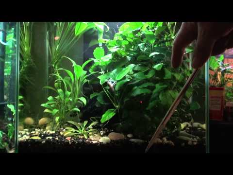 Aquarium Plants for Beginners