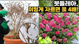 ‘여기’ 자르면 붓들레아 폭발… 가지치기 핵심요약