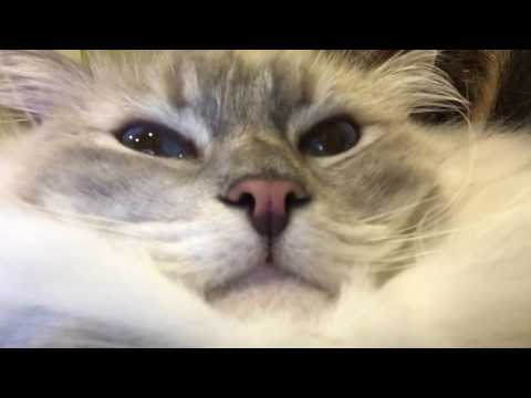 Cat Meows with His Mouth Closed! - ねこ - ラグドール - = ネコ