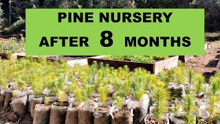 Growing Pine Tree From Seeds / Nursery
