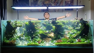 Big & Beautiful Aquascape 200cm | Relaxing 5 Minutes Cinematic Video