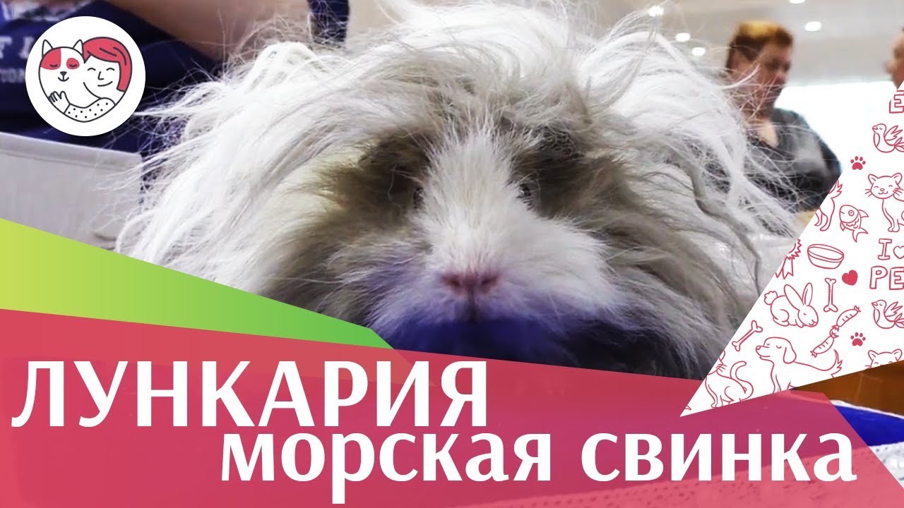 Лункария на ilikepet. Особенности породы, уход