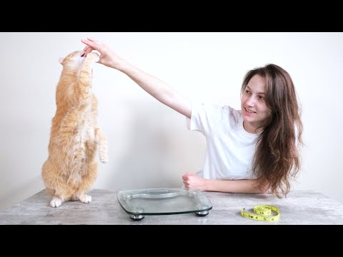 Top 5 Best Cat Foods for Weight Loss (We Tried Them All)