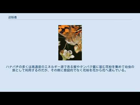「花粉媒介者危機」から抜け出す方法はない
