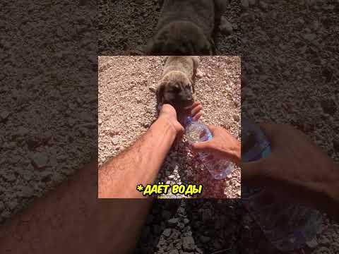 Байкер спас ЩЕНКА❤️