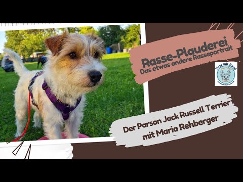 Der Parson Jack Russell Terrier.  Rasse-Plauderei mit Maria Rehberger