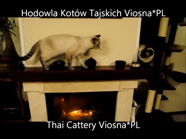 Viosna*PL Thai Cats - Helenka łowca
