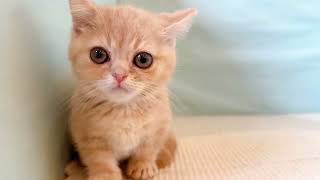 マンチカンの動画01