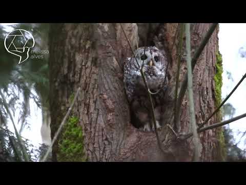 Female Barred Owl Calling For Mate
