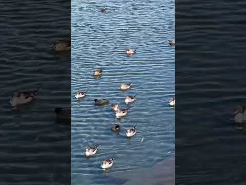 なぜ鶏や野鳥の餌箱に砂を入れるのでしょうか？  庭園