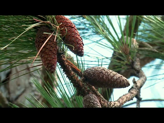 Vídeo relacionado con Secuestro de C-N en vegetación de pino-encino: Contenidos de C-N en estratos inferiores de la vegetación de pino-encino
