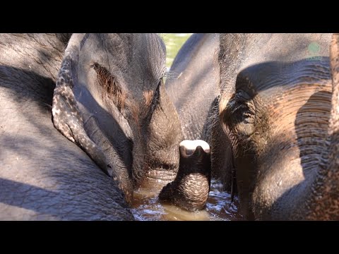 Lifelong Friends Elephant Reunited to Share a Life of Peace and Freedom - ElephantNews