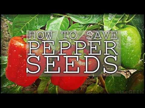 Saving Pepper Seeds - Easy Way To Save Green Pepper Seeds