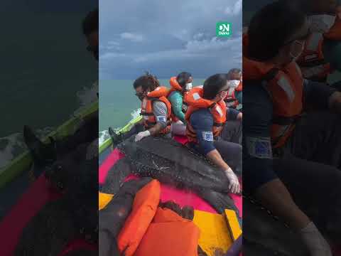 Tartaruga-marinha resgatada em praia do Ceará é devolvida ao mar no Rio Grande do Norte