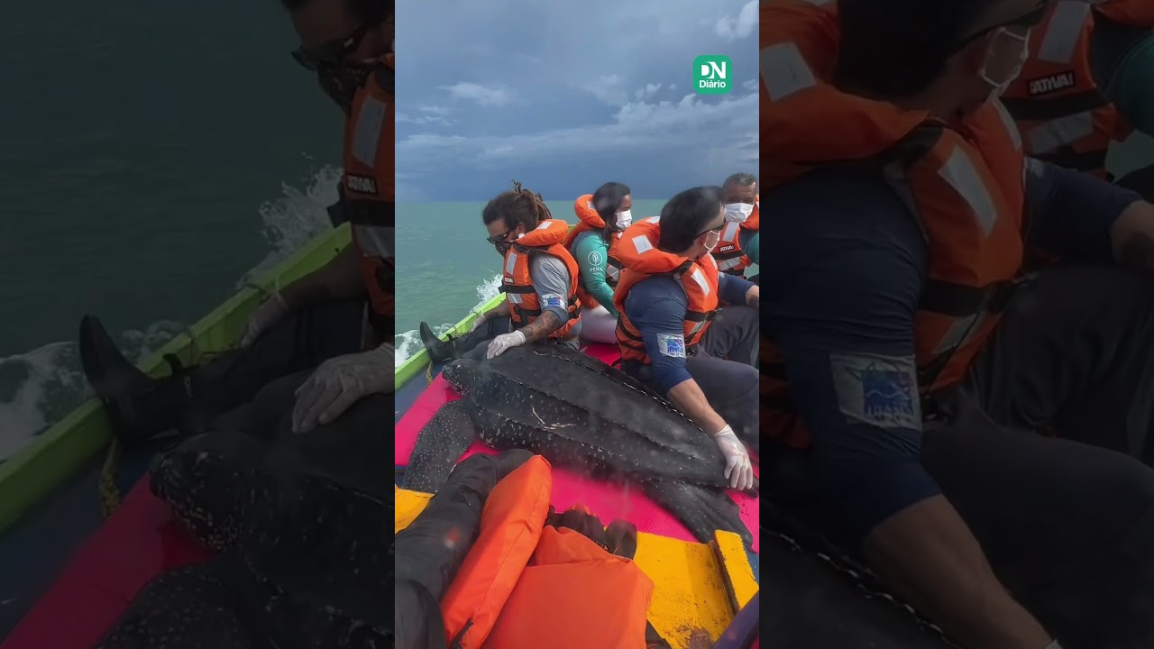 Imagem da notícia Tartaruga-marinha resgatada em praia do Ceará é devolvida ao mar no Rio Grande do Norte