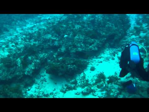 Narcosis Dive Charters 9/15/12