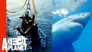 Great White Snaps Cage in Half | World's Scariest Animal Attacks