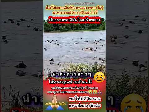 ต้องมีชีวิตรอดน่ะ-เหล่าฝูงวัวลอยน้ำ น้ำเชี่ยวอย่างหนัก-น้ำท่วม #สัตว์เลี้ยง