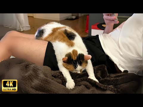 When your cat is too lazy