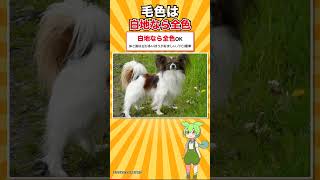 【犬種シリーズ #22】正式な犬種名はパピヨンではない｜パピヨン