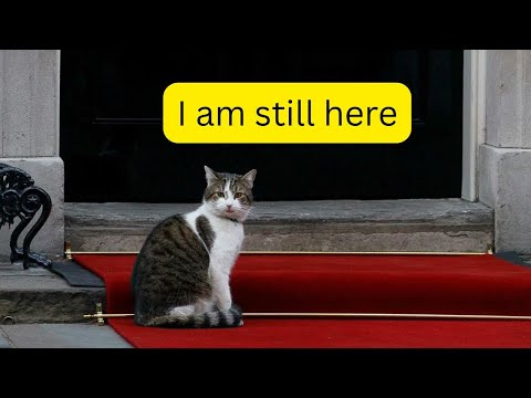 I am still here  - Larry the Downing Street Cat
