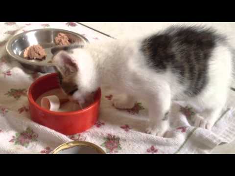 How to ween a kitten off bottle feeding.