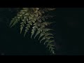 ILAYARAJA Best Love Whatsapp Status ️ Ilayaraja Melody Ilayaraja Love Hits Ilayaraja Hits