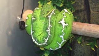 12 Different Green Tree Pythons &amp; Emerald Tree Boas