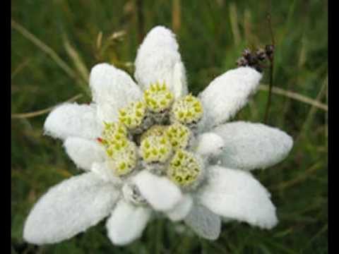 Jodlerklub Edelweiss Untersiggenthal