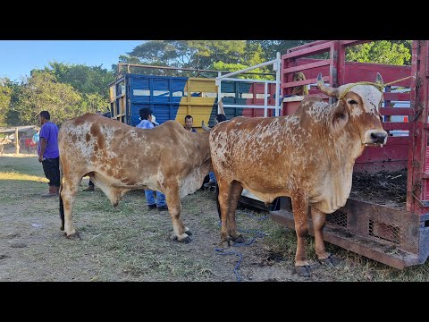 tiangue de Santiago Nonualco, La Paz Este, El Salvador, domingo 18 de enero 2026