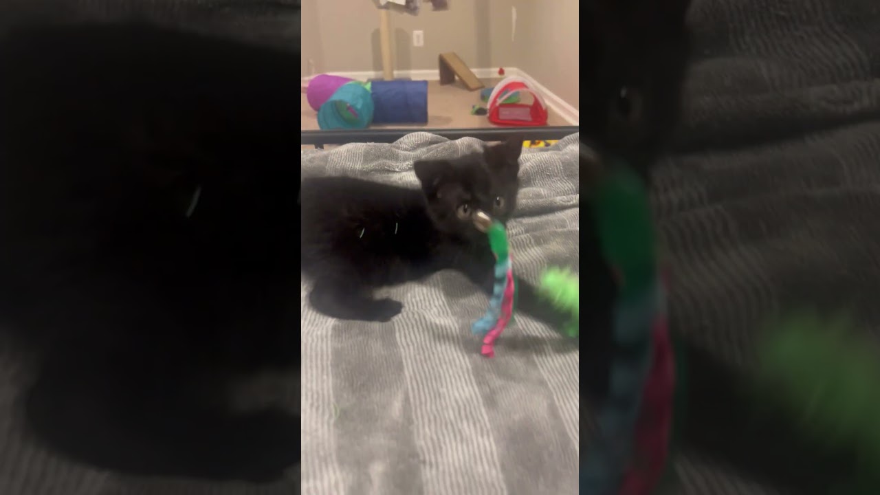 Enlarge Beignet, an adopted mixed breed in Hyattsville, MD video 2/6