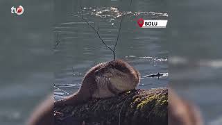 Bolu’da Nesli Tükenmekte Olan Su Samuru Görüntülendi