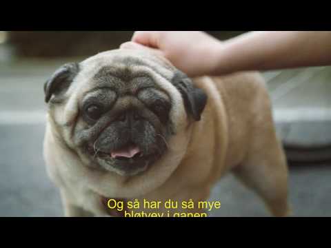 Dyrebeskyttelsen Norge - Ærlig talt 2018