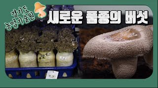 [스토리가 있는 경기팜 19] 신품종 버섯올림픽