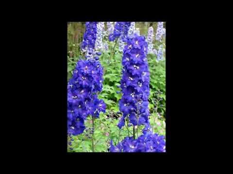 Rittersporn, Heilpflanze