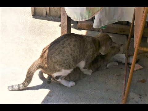 Cats Mating & Screaming Loudly