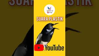 Download lagu Menirukan suara burung dengan plastik pancingan suara burung murai kacer mp3
