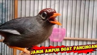 Download lagu POKSAY MANDARIN GACOR SUARA BERVARIASI FULL PANCINGAN  MASTERAN DAN PIKAT mp3