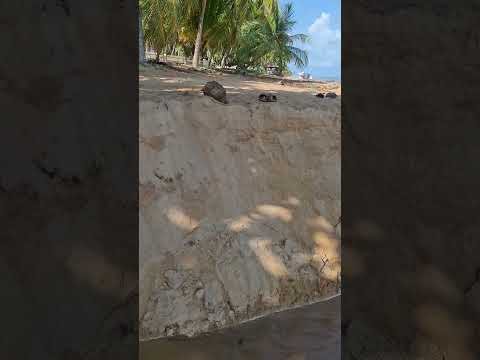 mais um pouquinho das maravilhas de japaratinga alagoas