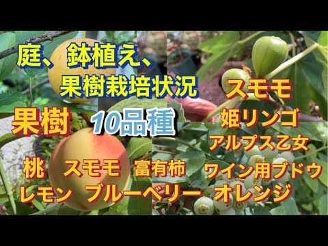 果樹に最適なマルチは何ですか?土壌に栄養を与え、豊かな収穫をもたらすための6つの最良のオプションは次のとおりです  庭園