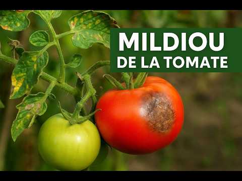 🌿 Tomato mildew: Watch out for these 2 dreaded forms!
